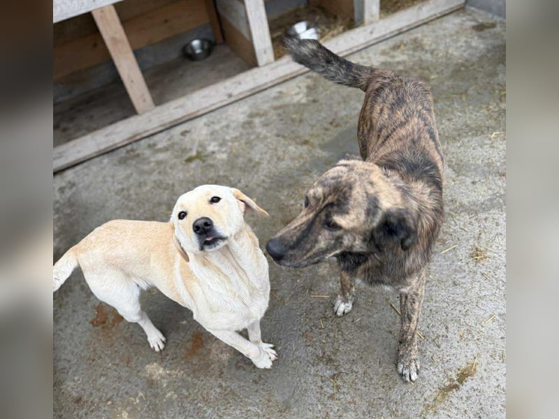 Maikan von kettenlos