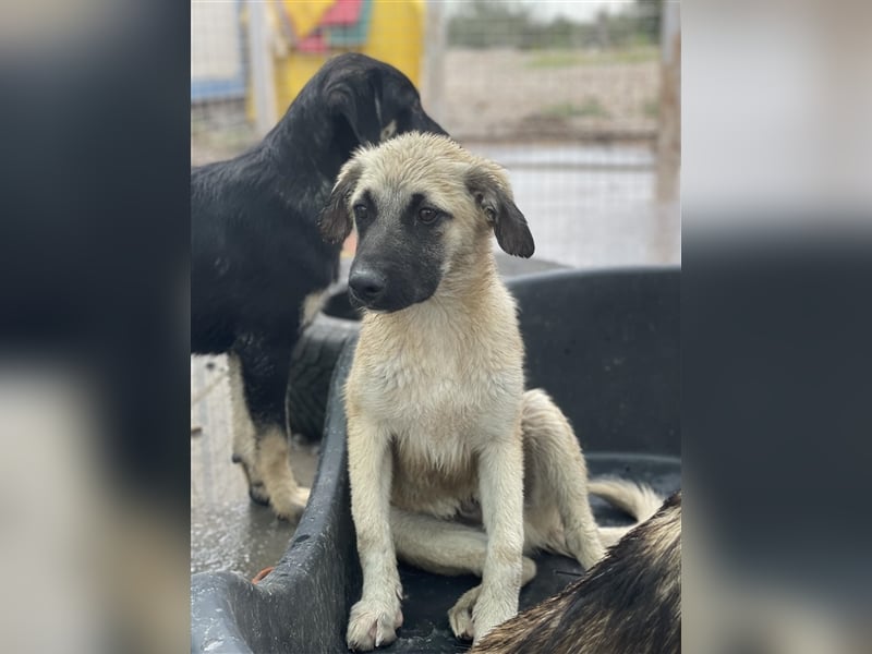 Idefix von kettenlos