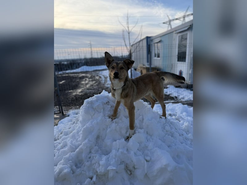 Snoopy von kettenlos