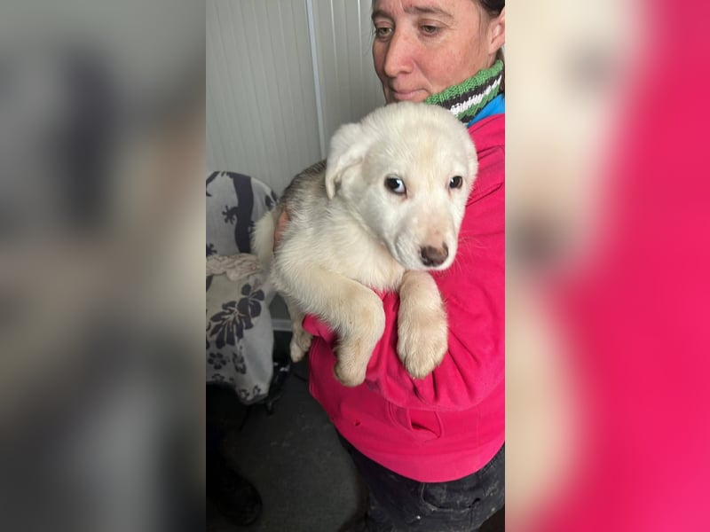 Lysandra von kettenlos