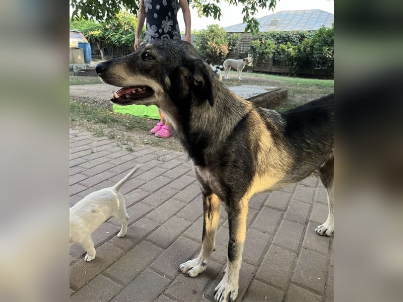 Tucker von kettenlos