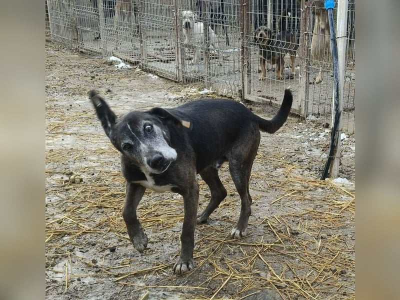 Sirius von kettenlos