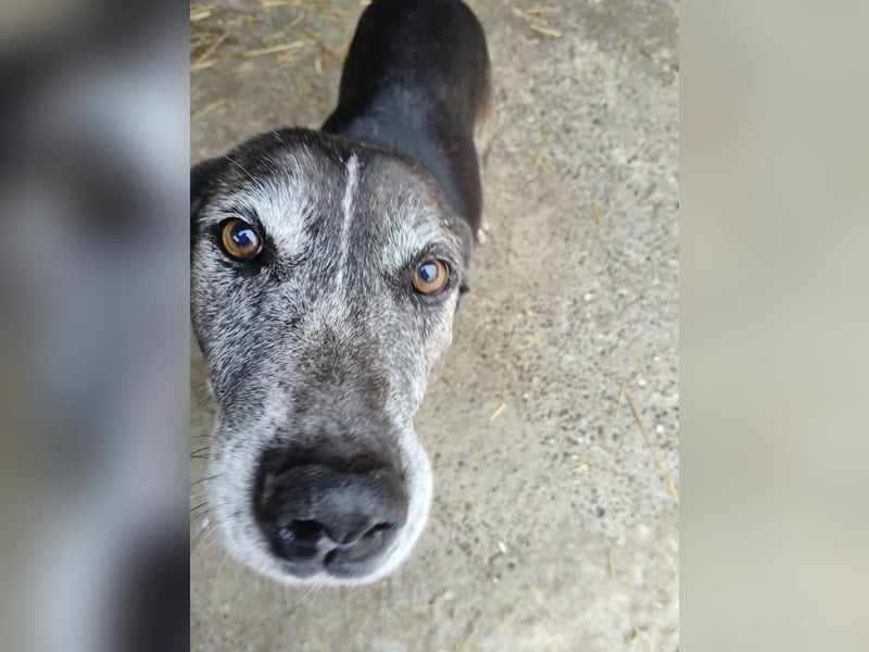 Sirius von kettenlos