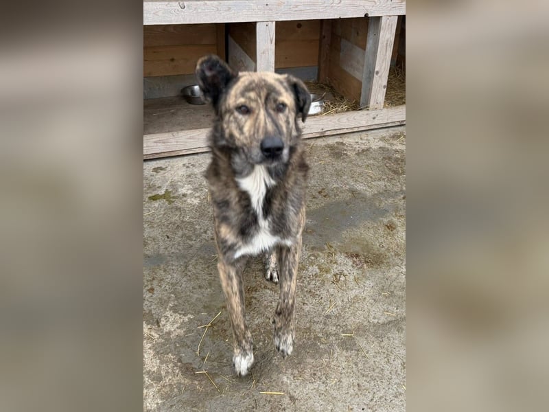 Maikan von kettenlos