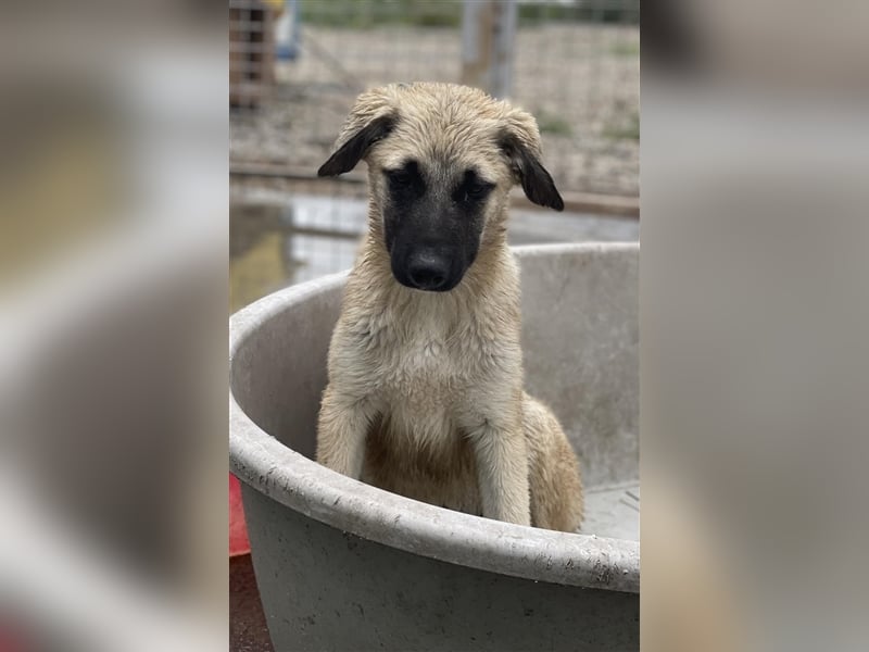 Idefix von kettenlos