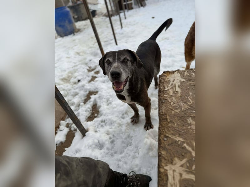 Sirius von kettenlos