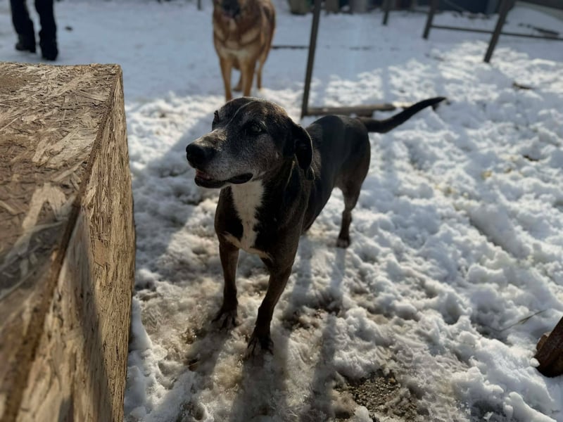 Sirius von kettenlos