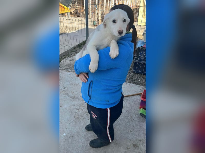 Lysandra von kettenlos