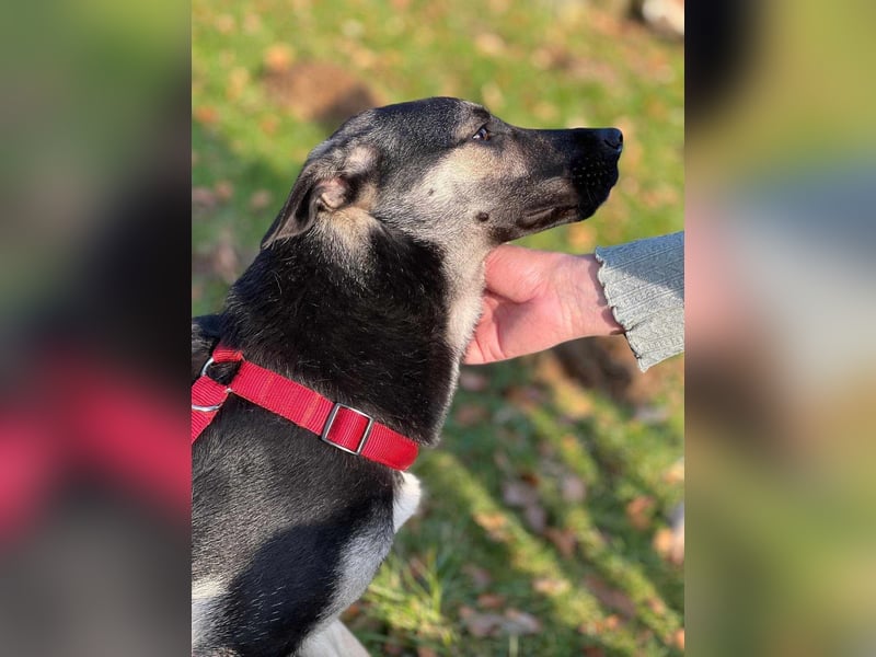 Ida von kettenlos (auf Pflegestelle in Schleswig Holstein)