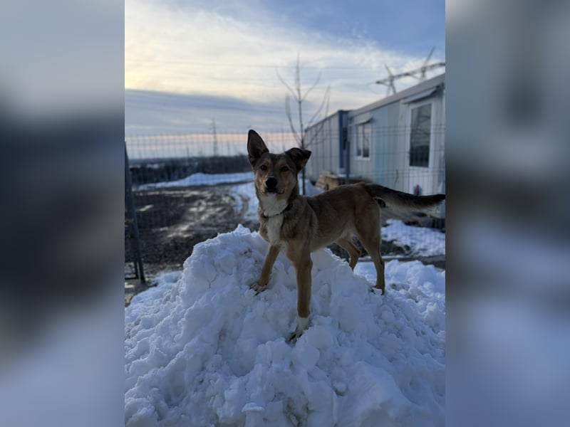 Snoopy von kettenlos