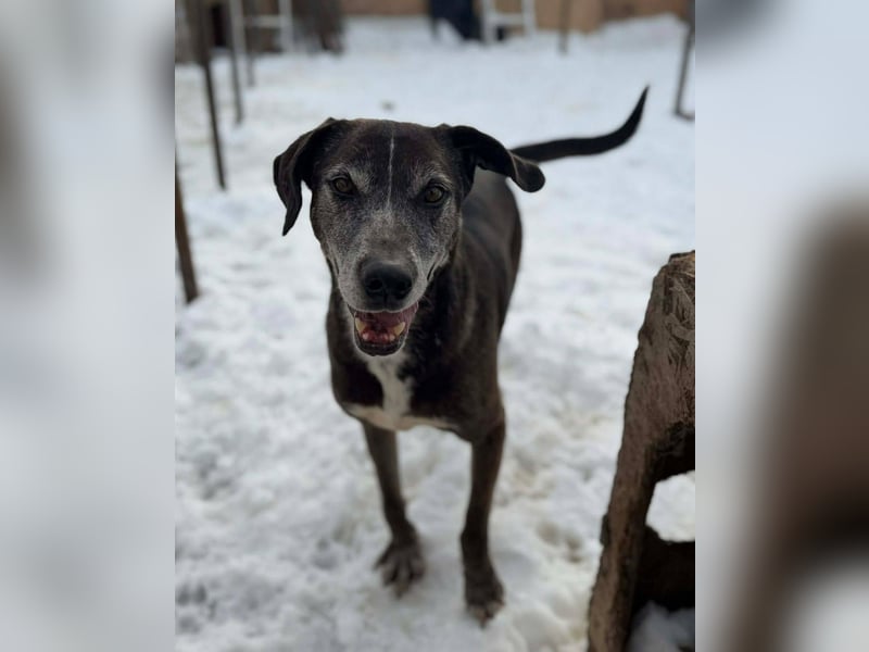 Sirius von kettenlos