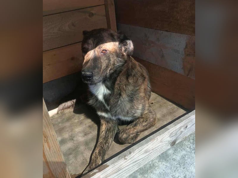 Maikan von kettenlos