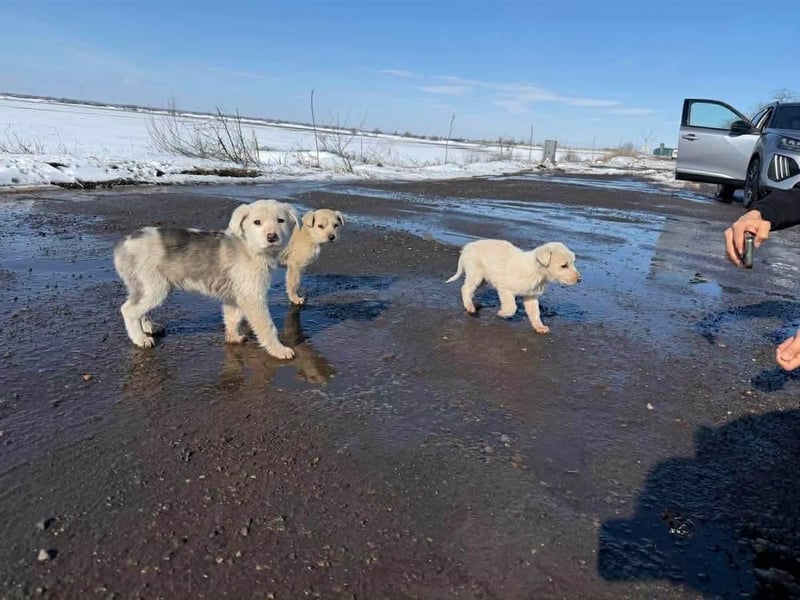 Lysandra von kettenlos