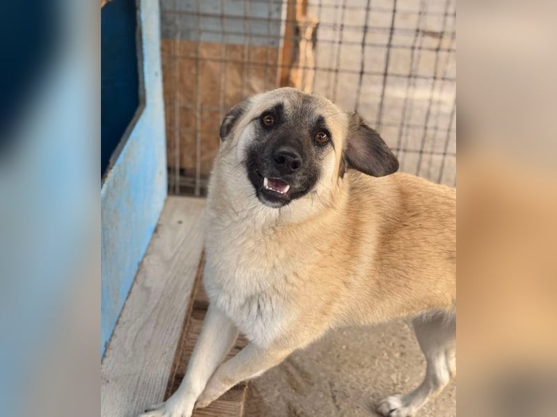 Idefix von kettenlos