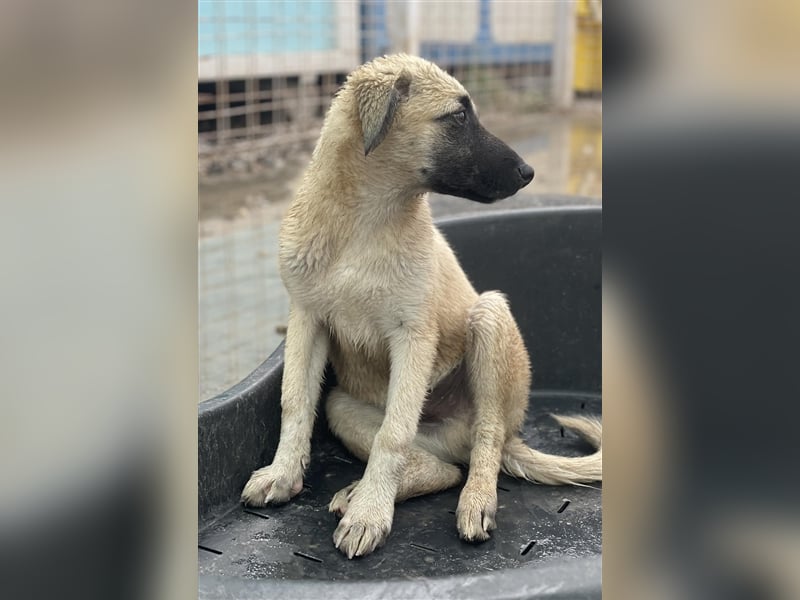 Idefix von kettenlos