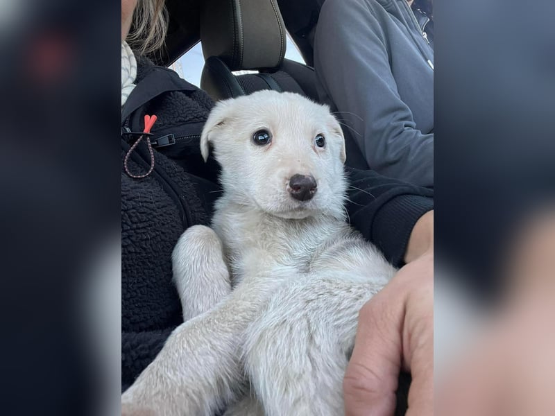 Lysandra von kettenlos