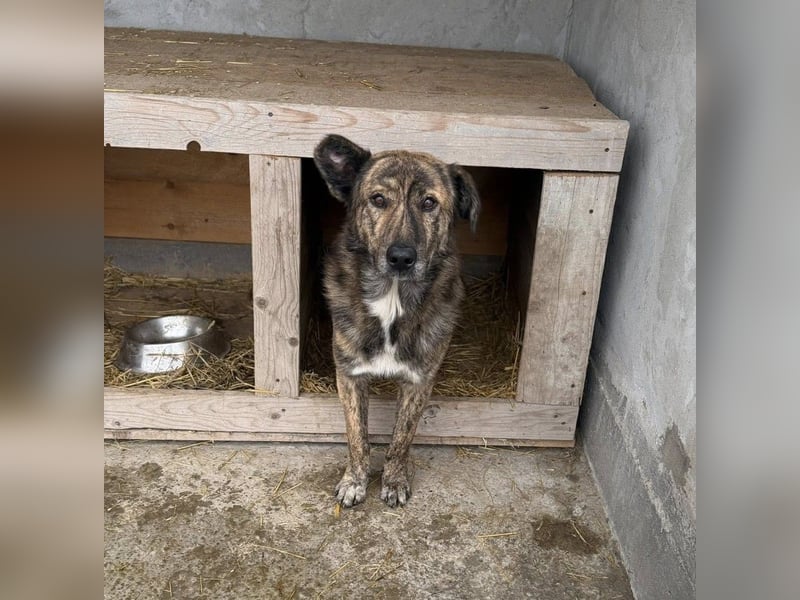 Maikan von kettenlos