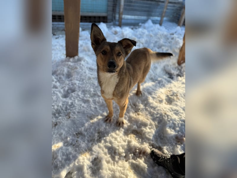 Snoopy von kettenlos