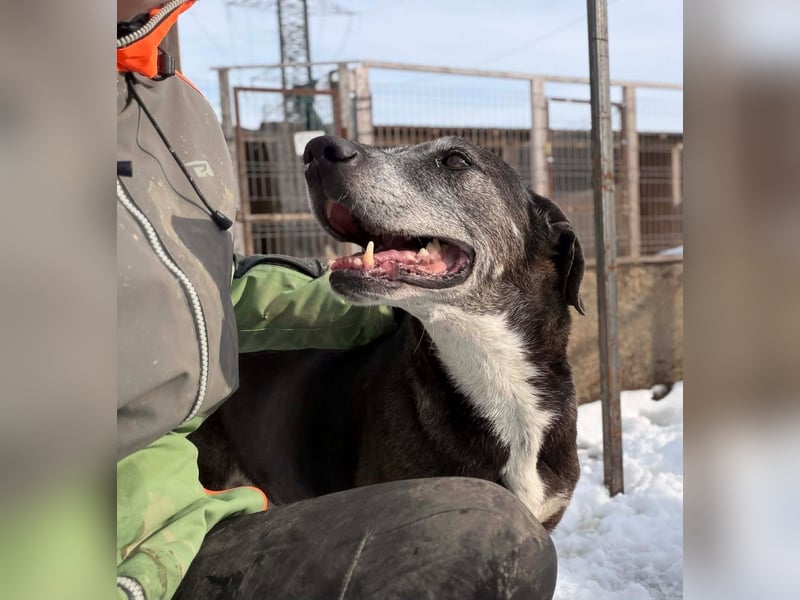 Sirius von kettenlos