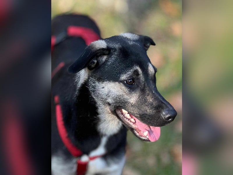 Ida von kettenlos (auf Pflegestelle in Schleswig Holstein)