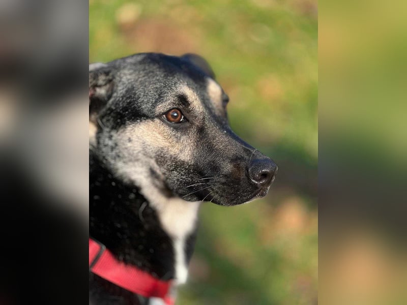 Ida von kettenlos (auf Pflegestelle in Schleswig Holstein)