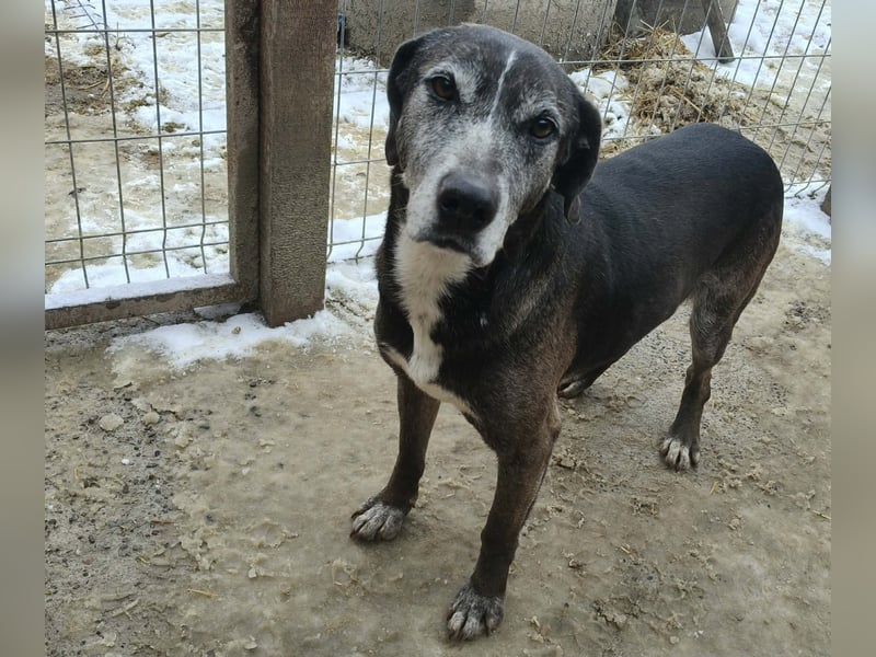 Sirius von kettenlos