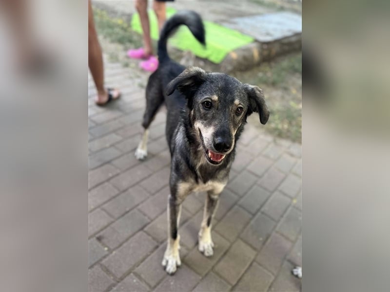 Tucker von kettenlos