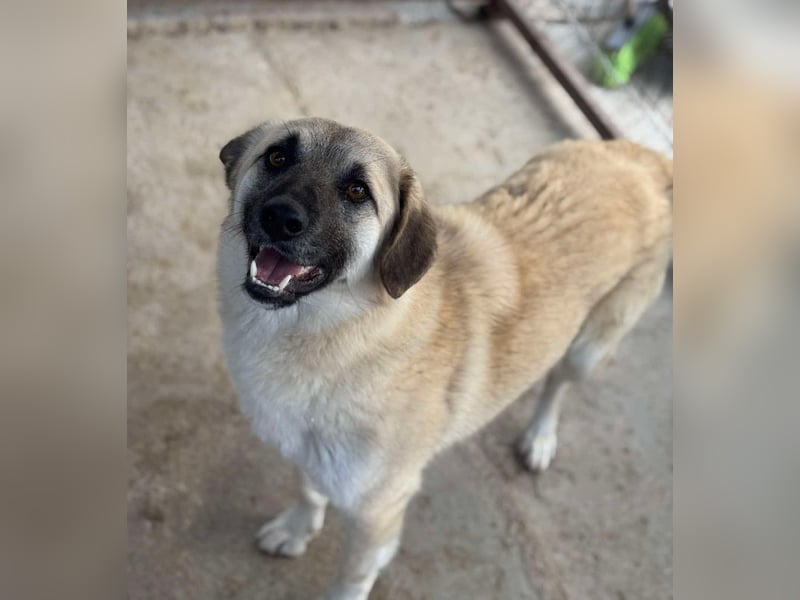 Idefix von kettenlos