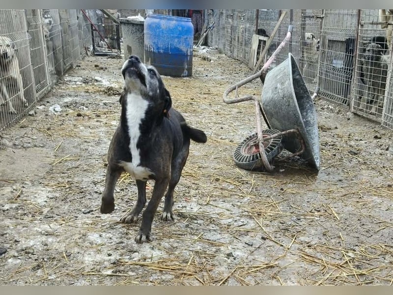 Sirius von kettenlos