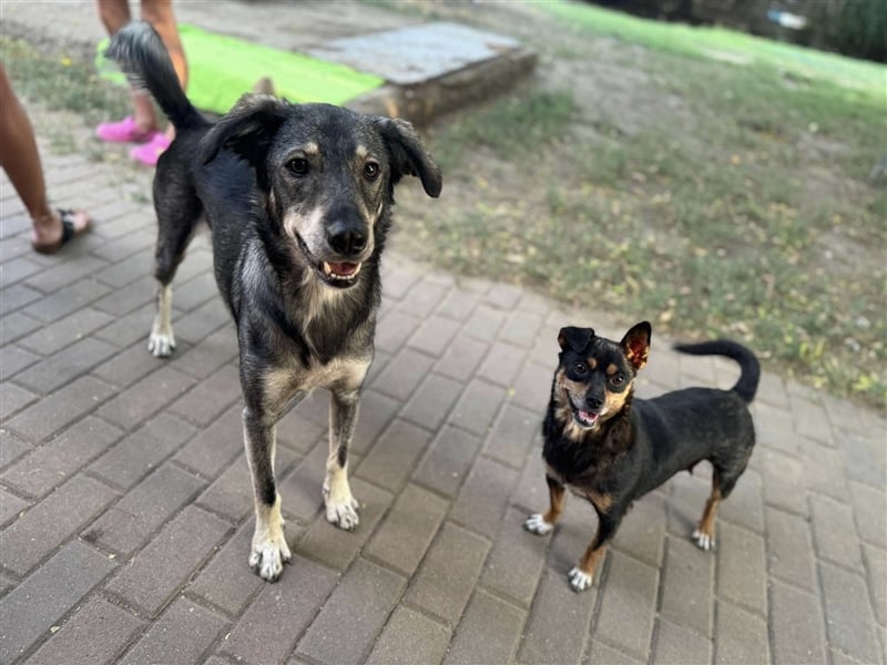 Tucker von kettenlos