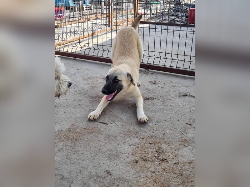 Idefix von kettenlos