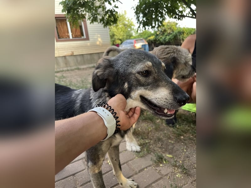 Tucker von kettenlos