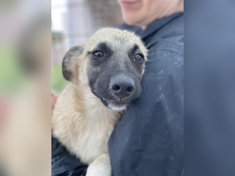 Idefix von kettenlos