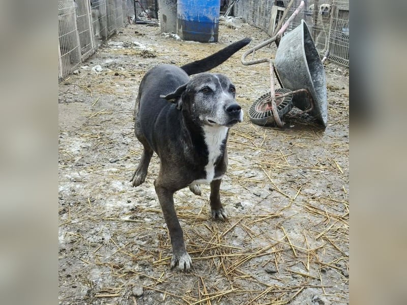 Sirius von kettenlos