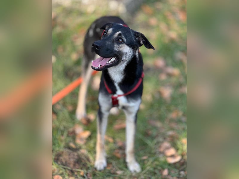 Ida von kettenlos (auf Pflegestelle in Schleswig Holstein)