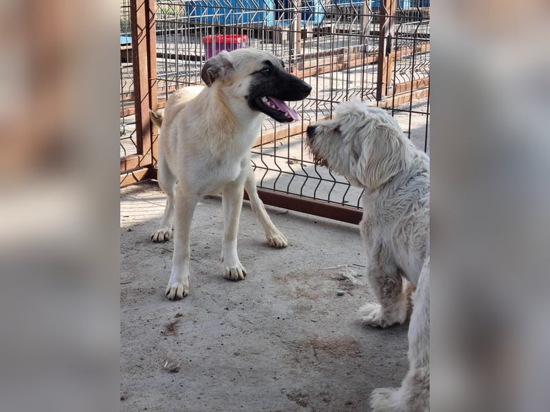 Idefix von kettenlos