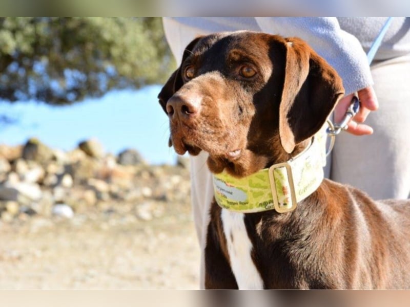 Korey sucht ein neues Zuhause