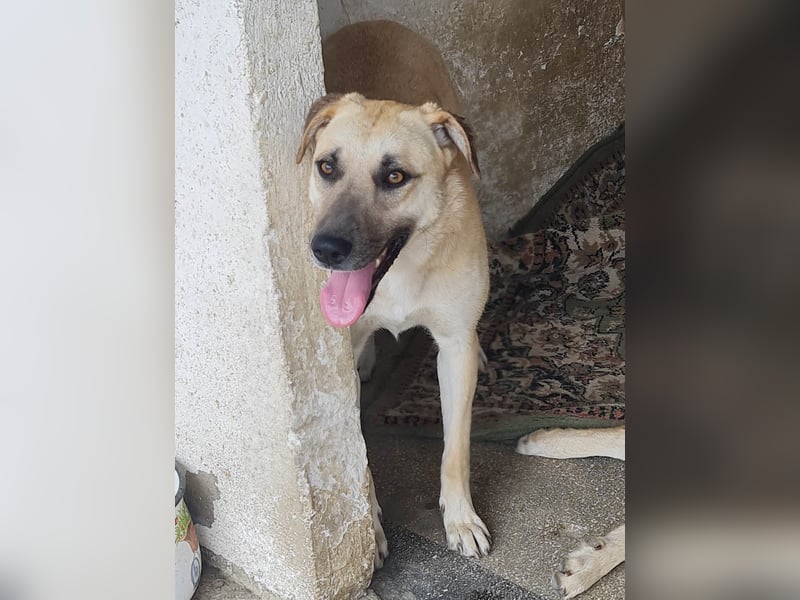 Kyra - wunderschön und doch übersehen?