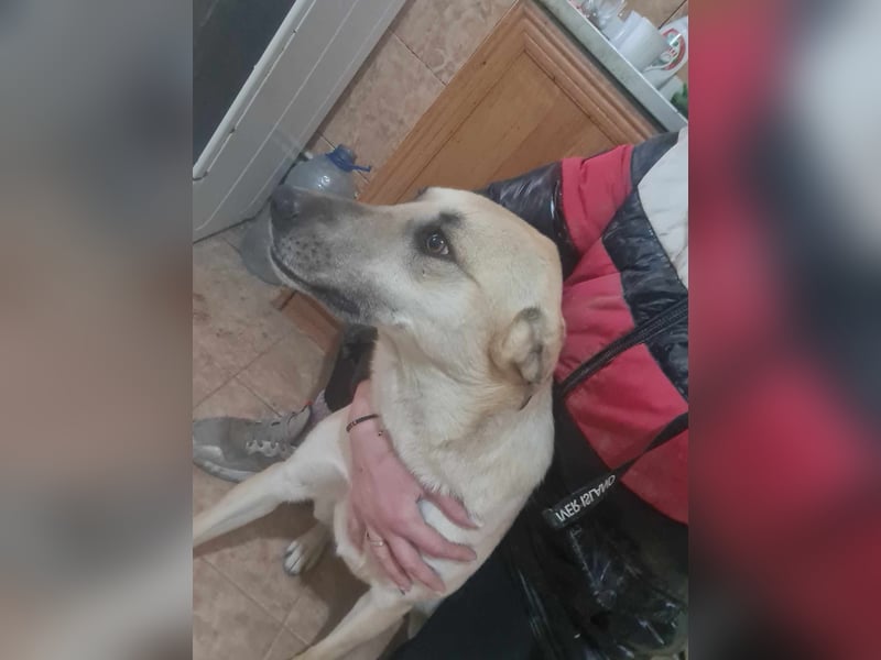 Kyra - wunderschön und doch übersehen?