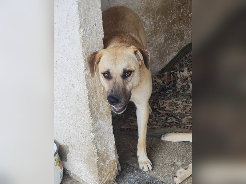 Kyra - wunderschön und doch übersehen?