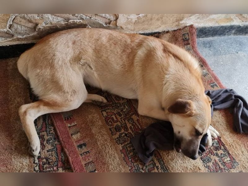 Kyra - wunderschön und doch übersehen?