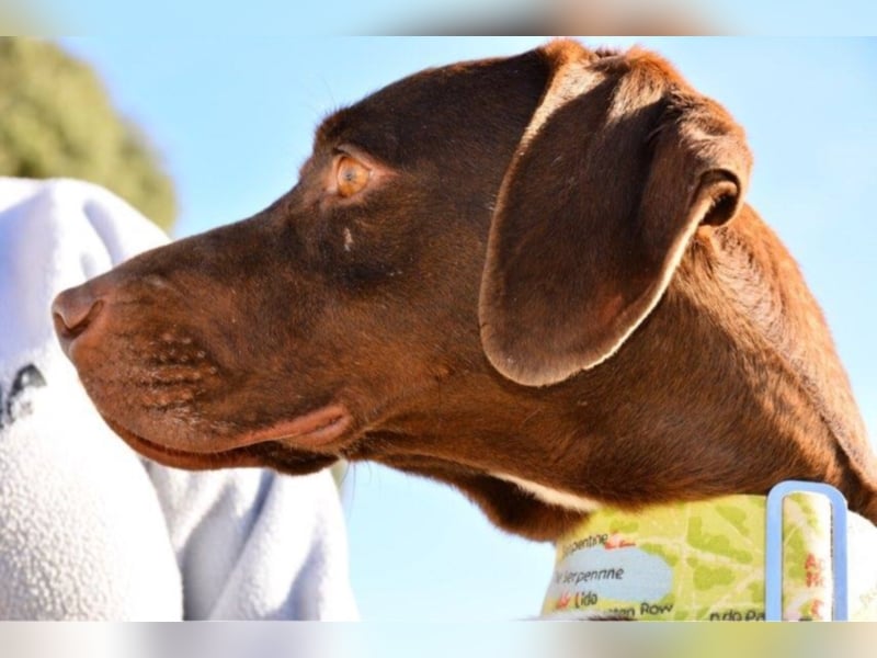 Korey sucht ein neues Zuhause