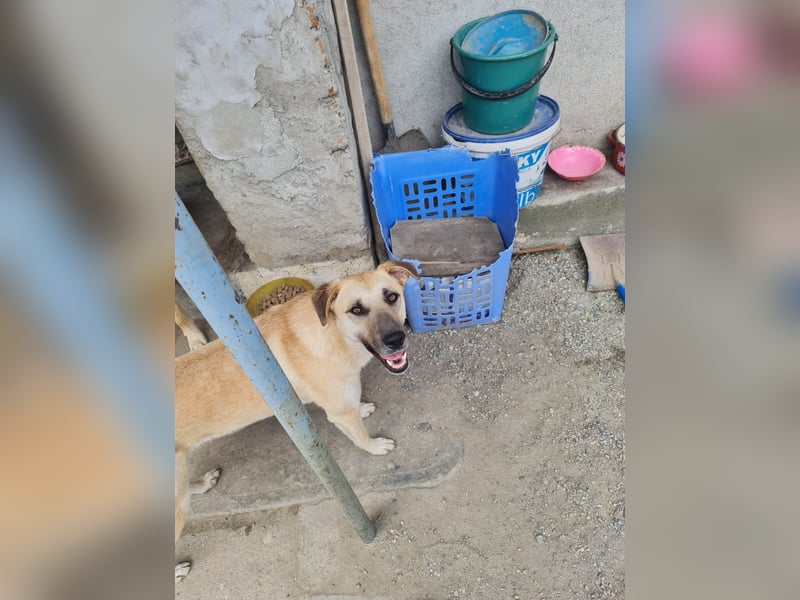 Kyra - wunderschön und doch übersehen?