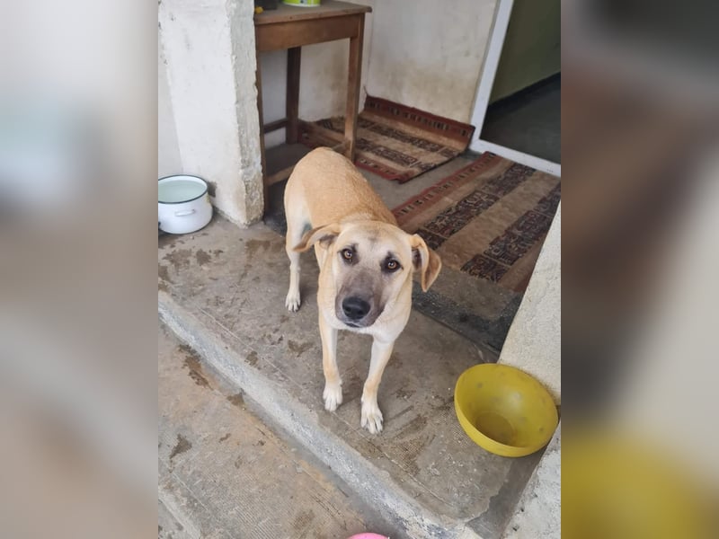 Kyra - wunderschön und doch übersehen?