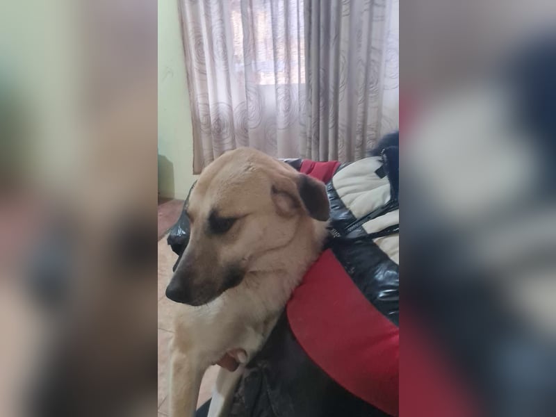 Kyra - wunderschön und doch übersehen?