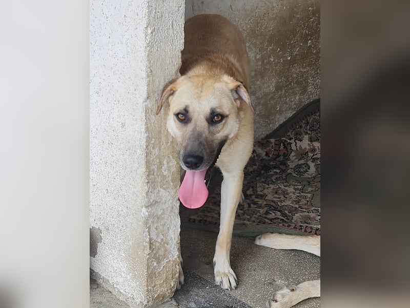 Kyra - wunderschön und doch übersehen?