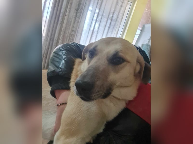 Kyra - wunderschön und doch übersehen?