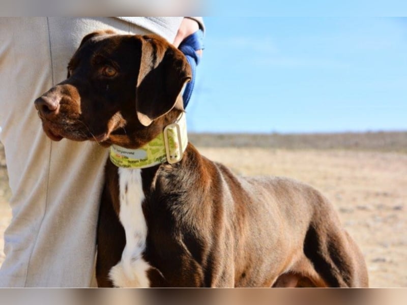 Korey sucht ein neues Zuhause