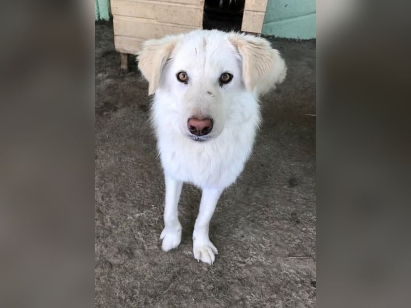 Shiro, sehr freundlicher Oldie