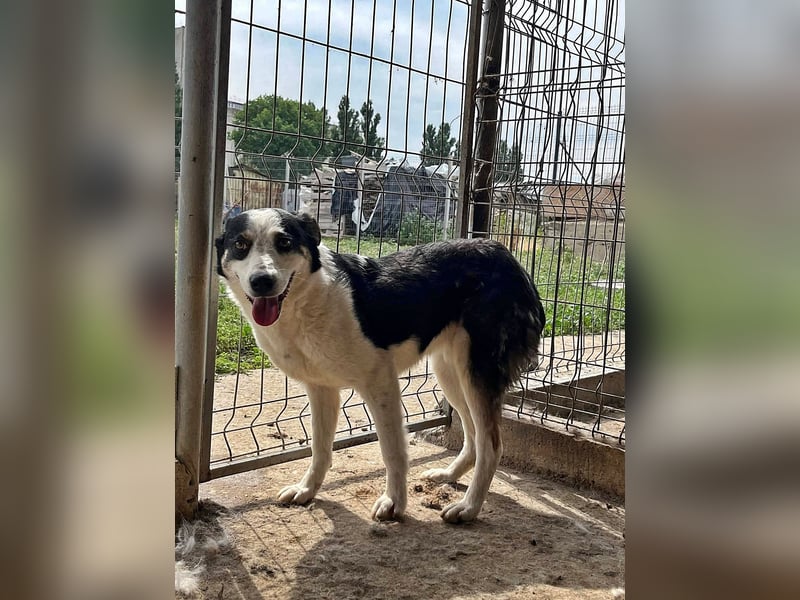 Sam, sucht ein Zuhause oder eine Pflegestelle mit Erfahrung